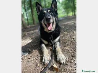 Meticcio cani 6anni Pastore meraviglioso in box dal 2020 MILANO a Milano - Annuncio 22