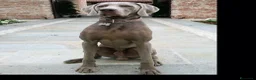 Weimaraner cani in vendita: WEIMARANER splendidi cuccioli  - Annuncio 11
