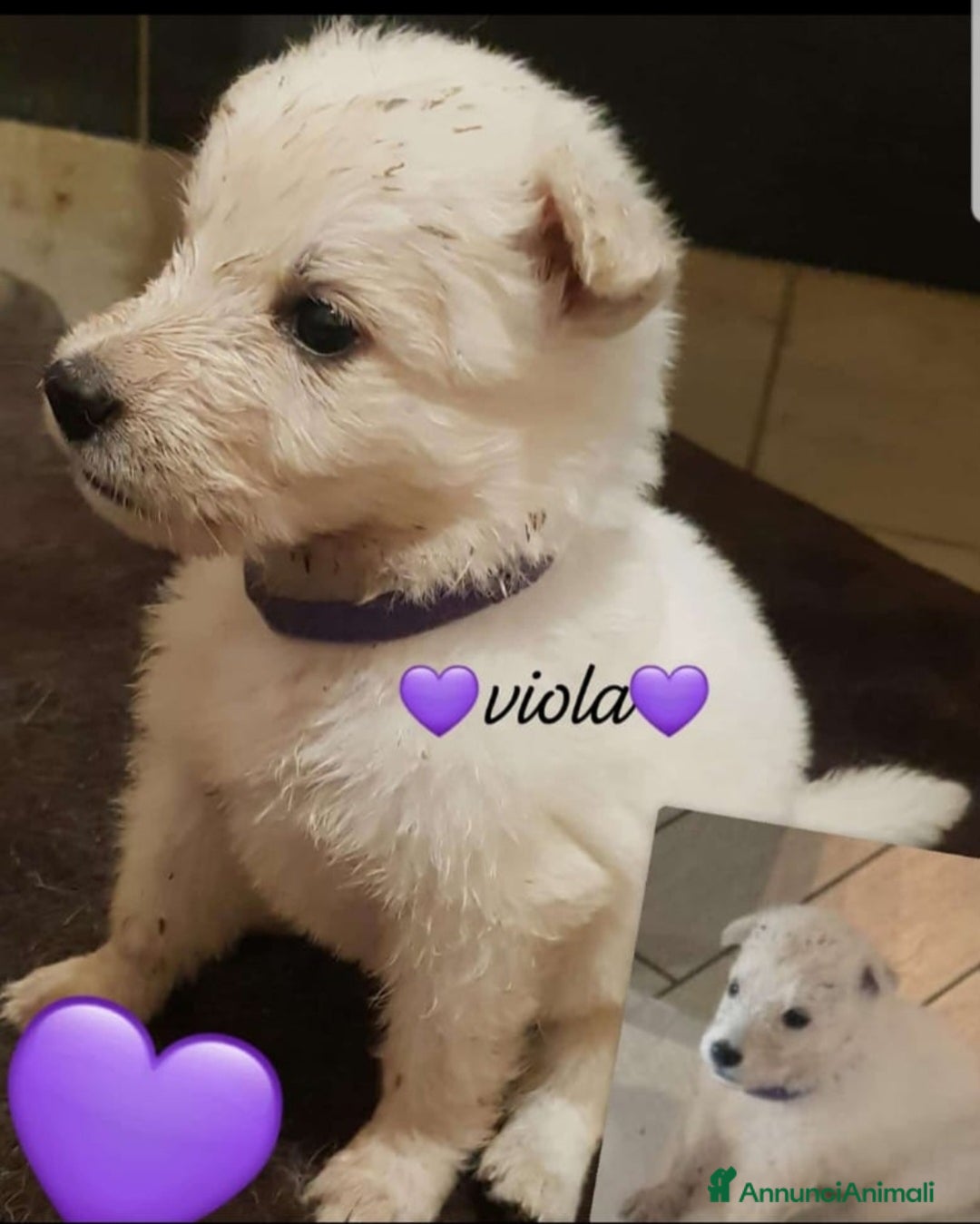Pastore Svizzero cani in vendita: Cuccioli pastore svizzero bianco  a Province of Brescia - Immagine 5
