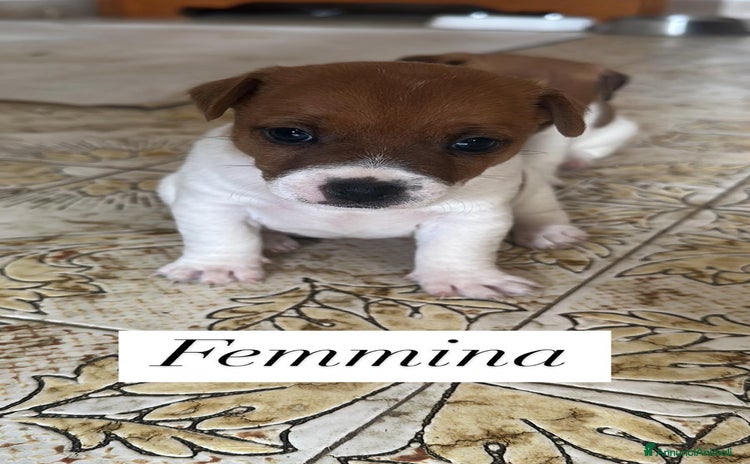 Jack Russell cani a Città Metropolitana di Torino - Annuncio 8