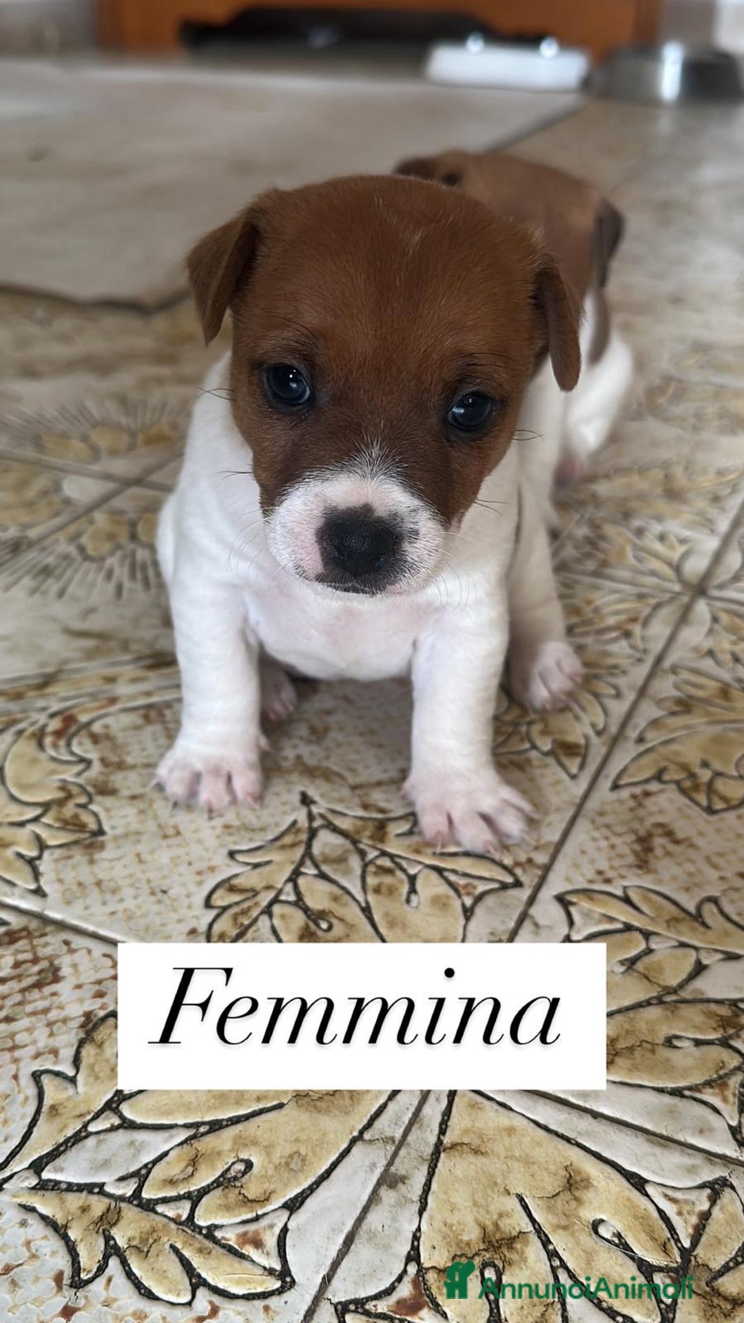 Jack Russell cani in vendita: Cedesi cuccioli di Jack Russell Terrier  a Città Metropolitana di Torino - Immagine 1