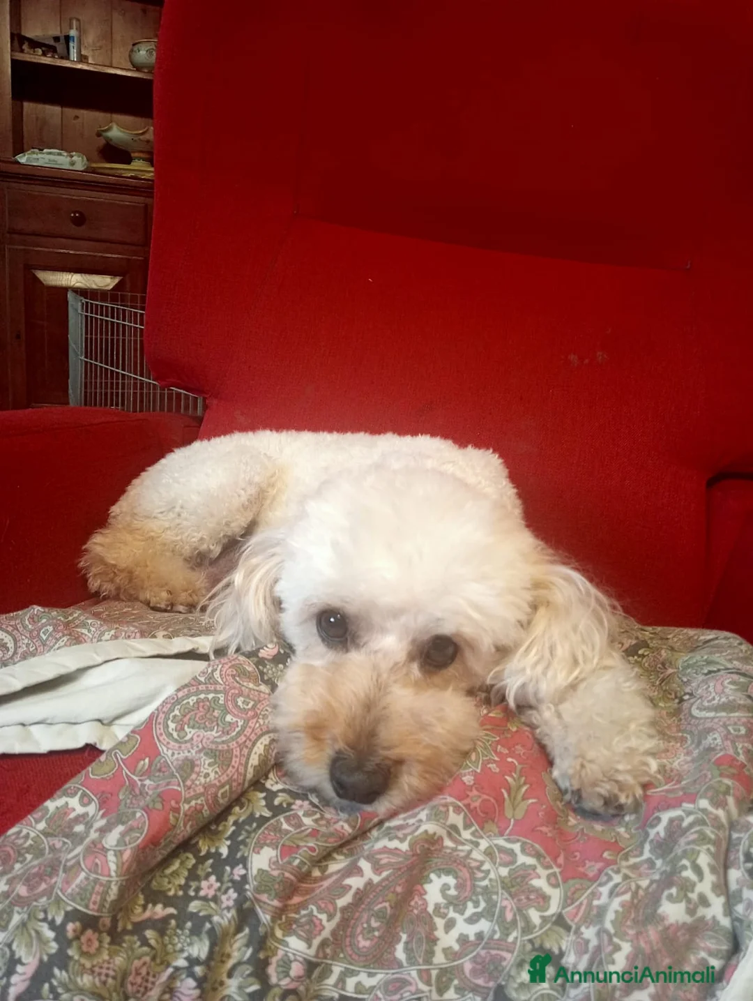 Barboncino cani in vendita: Barboncini - Annuncio 1