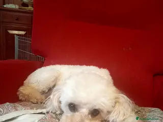 Barboncino cani Barboncini - Annuncio 1