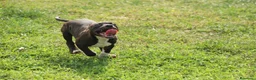 Pitbull cani in vendita: Cuccioli di Pit Bull anche a rate - Annuncio 11