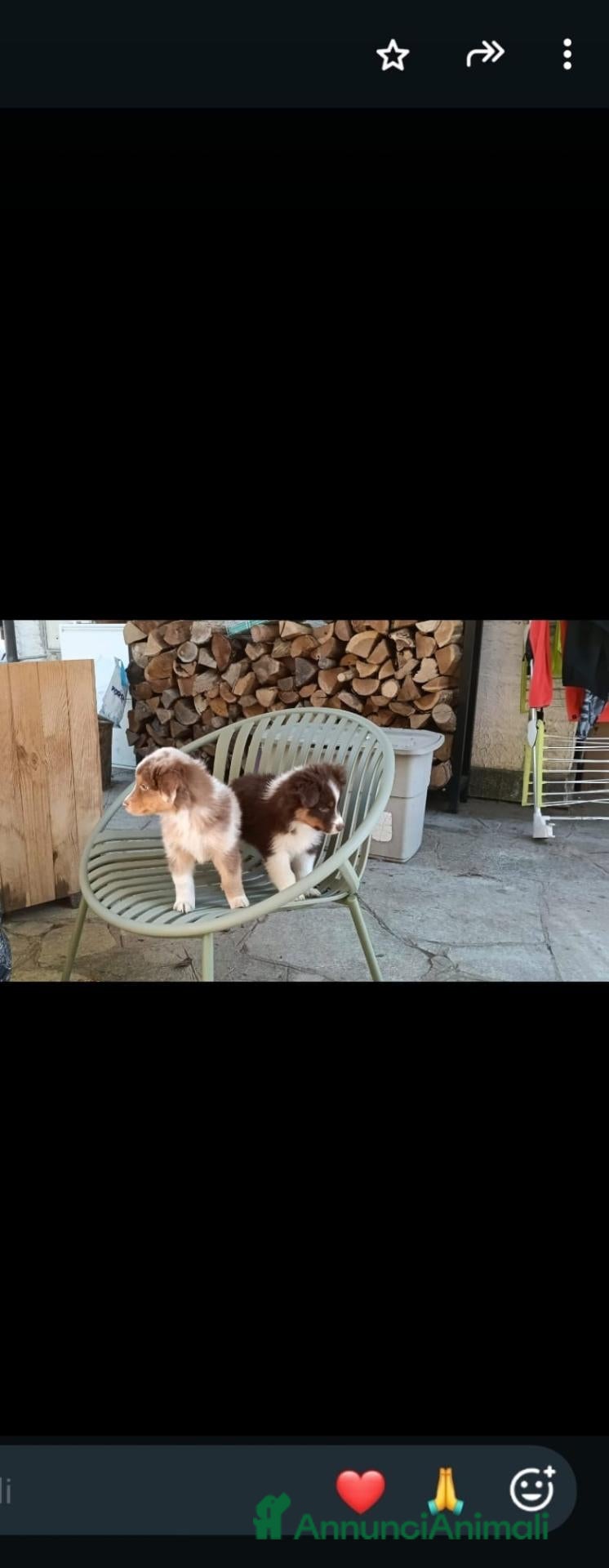 Australian Shepherd cani in vendita: cuccioli pastore australiano  - Annuncio 1
