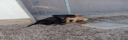 Meticcio cani in regalo: Rosa e Luna, simil pastorine! (4 mesi)  - Annuncio 2