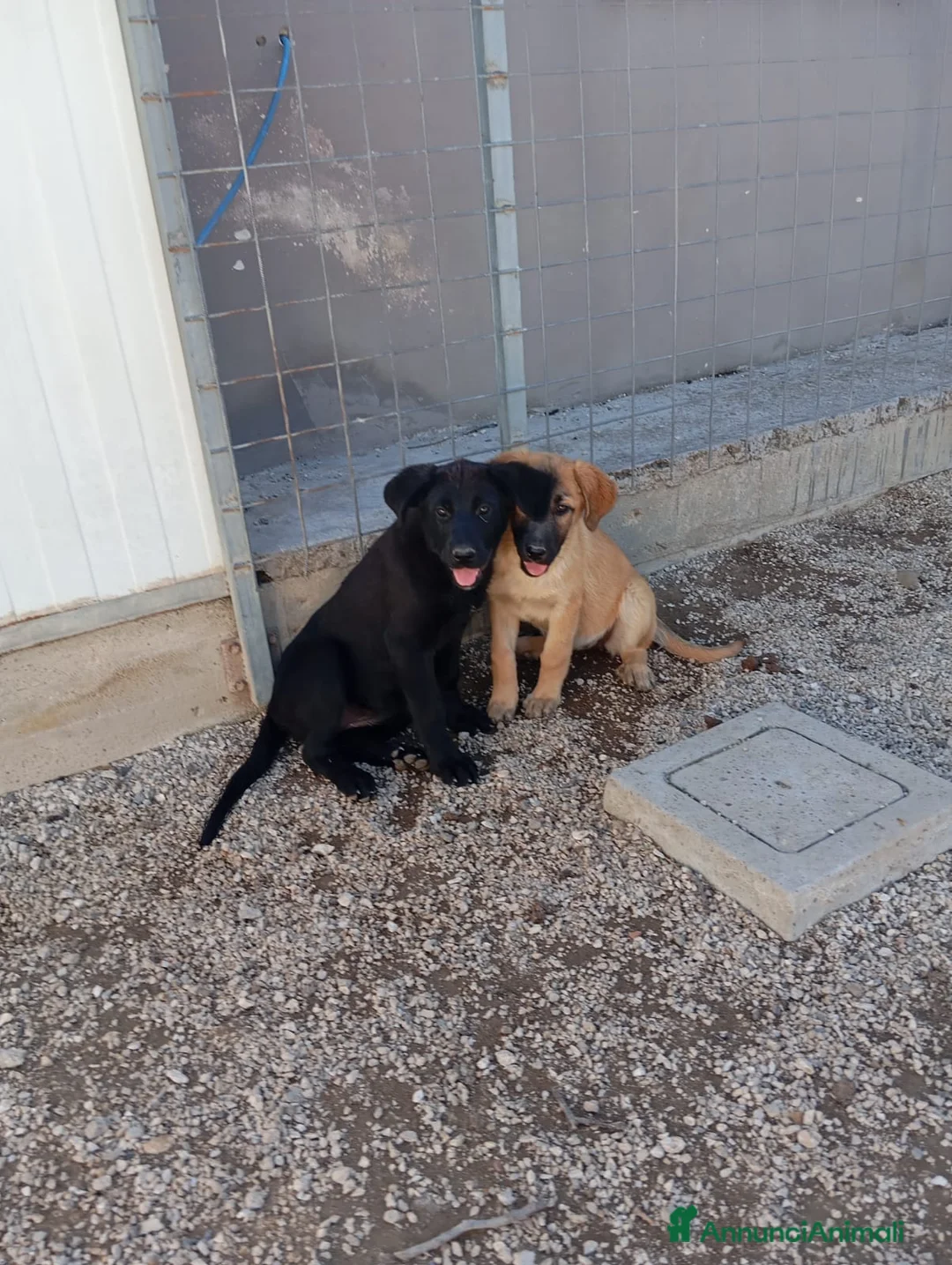 Meticcio cani in regalo: Rosa e Luna, simil pastorine! (4 mesi)  - Annuncio 2