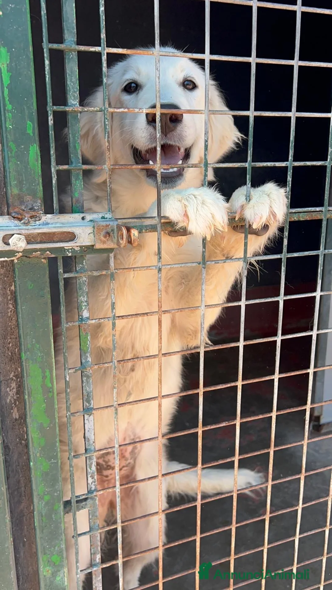 Meticcio cani in regalo: Menta dolcissima cucciolona in canile si dispera - Annuncio 1