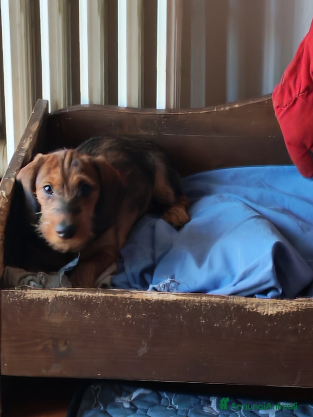 Bassotto cani in vendita: Bassotto pelo duro  - Annuncio 35