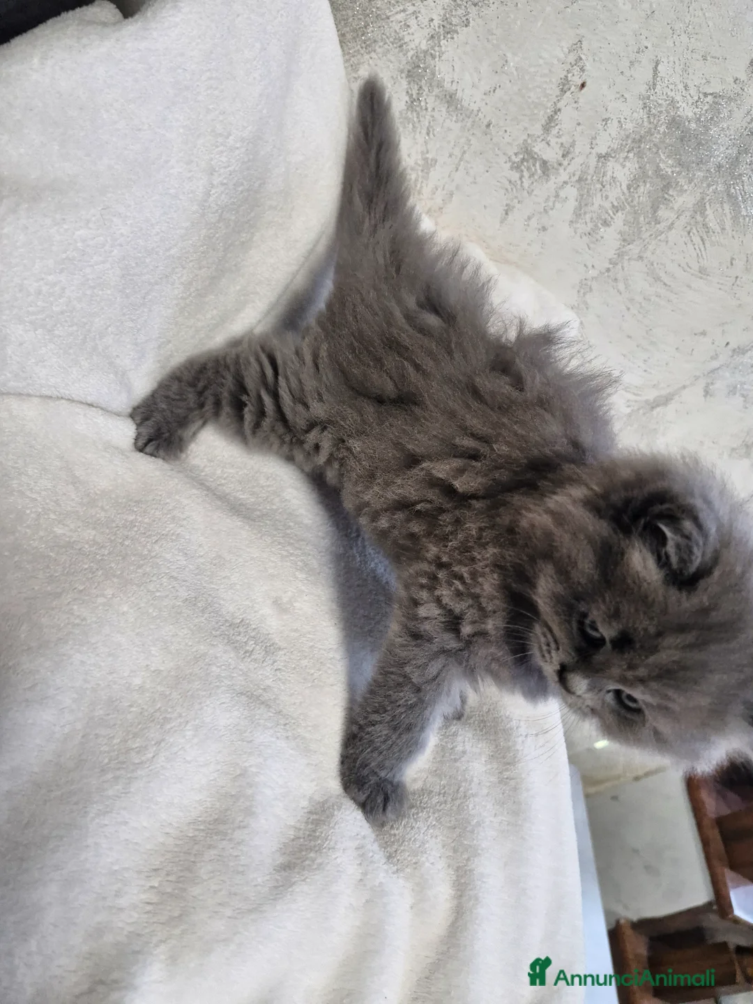 British gatti in vendita: Gattino maschio british  - Annuncio 4