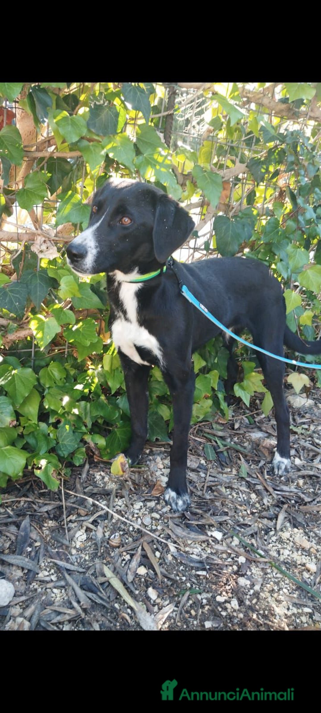 Altre razze cani in regalo: aramis e blanco - Annuncio 4