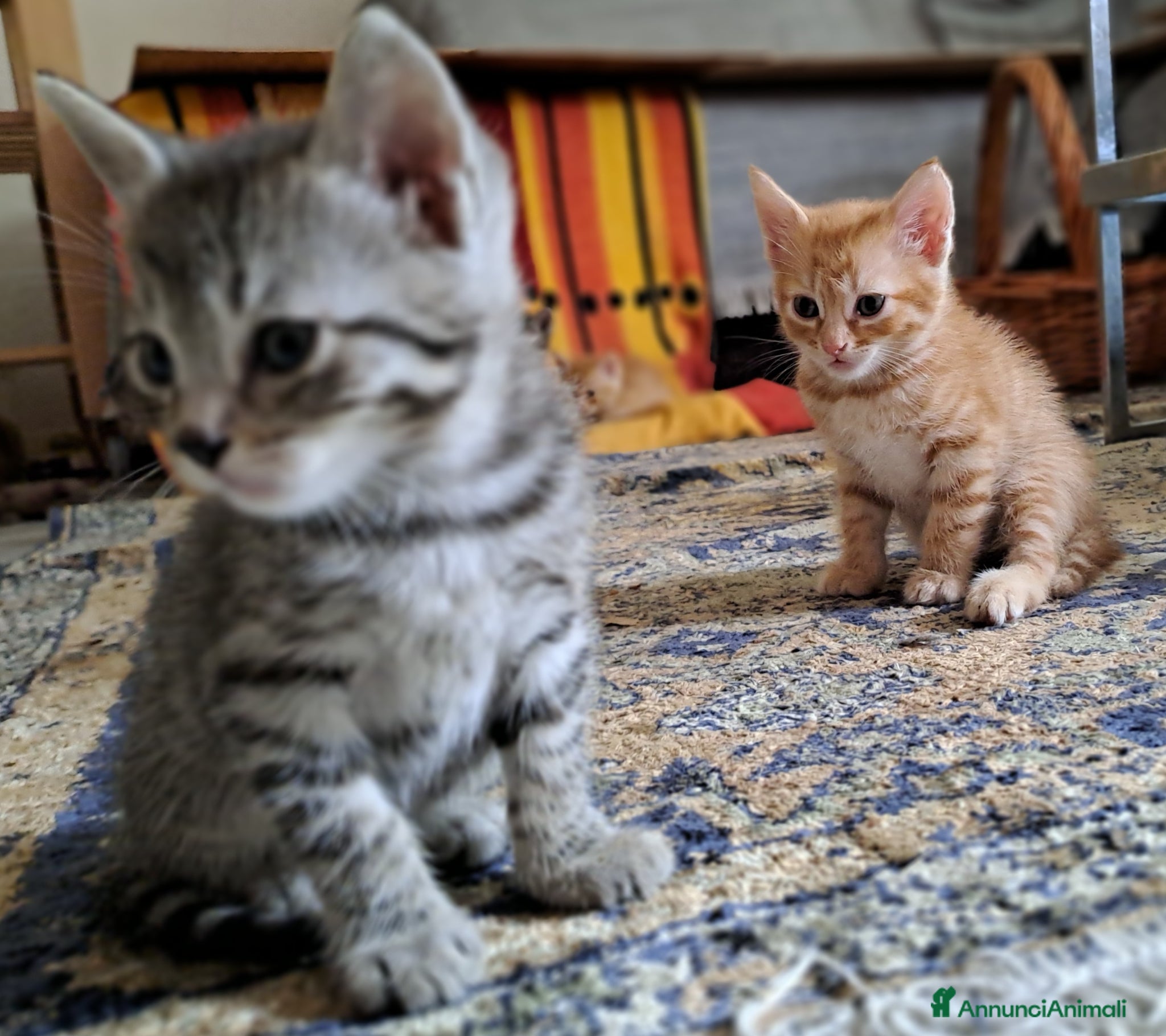 Europeo gatti in regalo: Splendidi gattini cercano casa - Annuncio 6