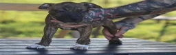 Pitbull cani in vendita: Cuccioli Pit Bull con pedigree anche a rate - Annuncio 24