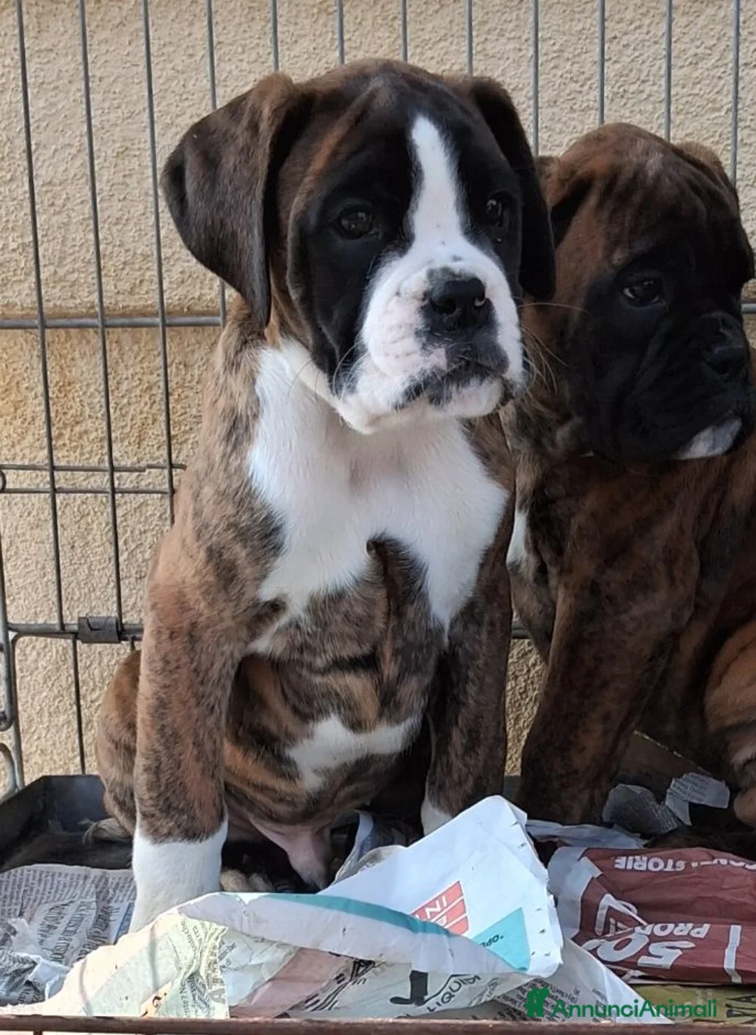 Boxer cani in vendita: cuccioli boxer - Annuncio 4