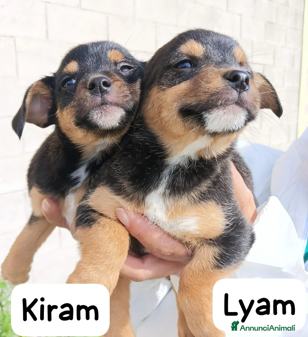 Meticcio cani in regalo: Tanti cuccioli cercano un porto sicuro - Annuncio 9