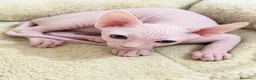 Sphynx gatti in vendita: Sphynx  - Annuncio 6