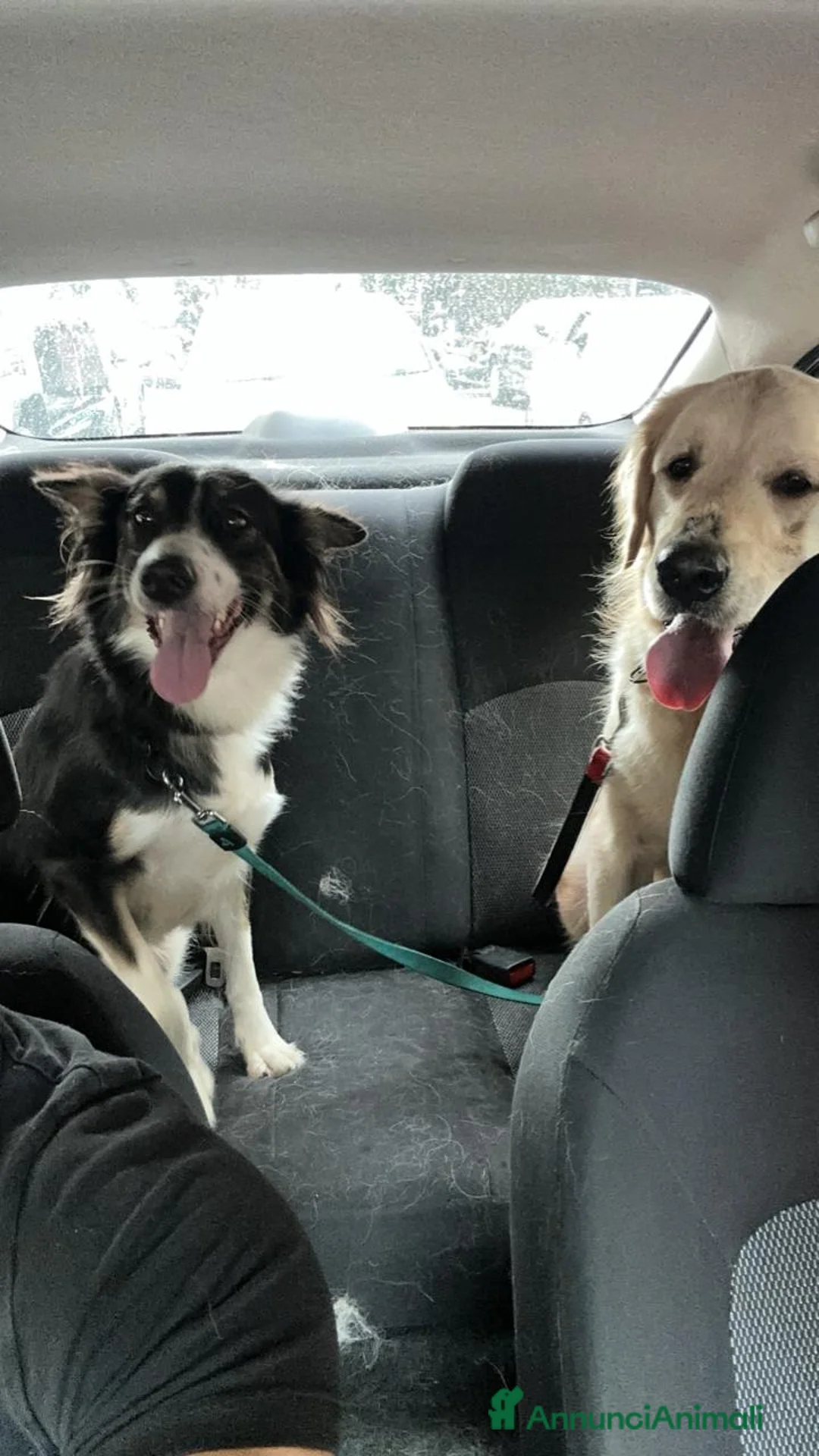 Border Collie cani in regalo: Splendida Border Collie - MILA - Annuncio 9