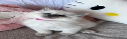 Ragdoll gatti in vendita: Cuccioli Ragdoll disponibili a Città metropolitana di Messina - Annuncio 7