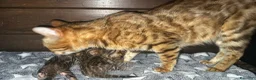 Bengala gatti in vendita: Bengal con difetto, in sconto  - Annuncio 5