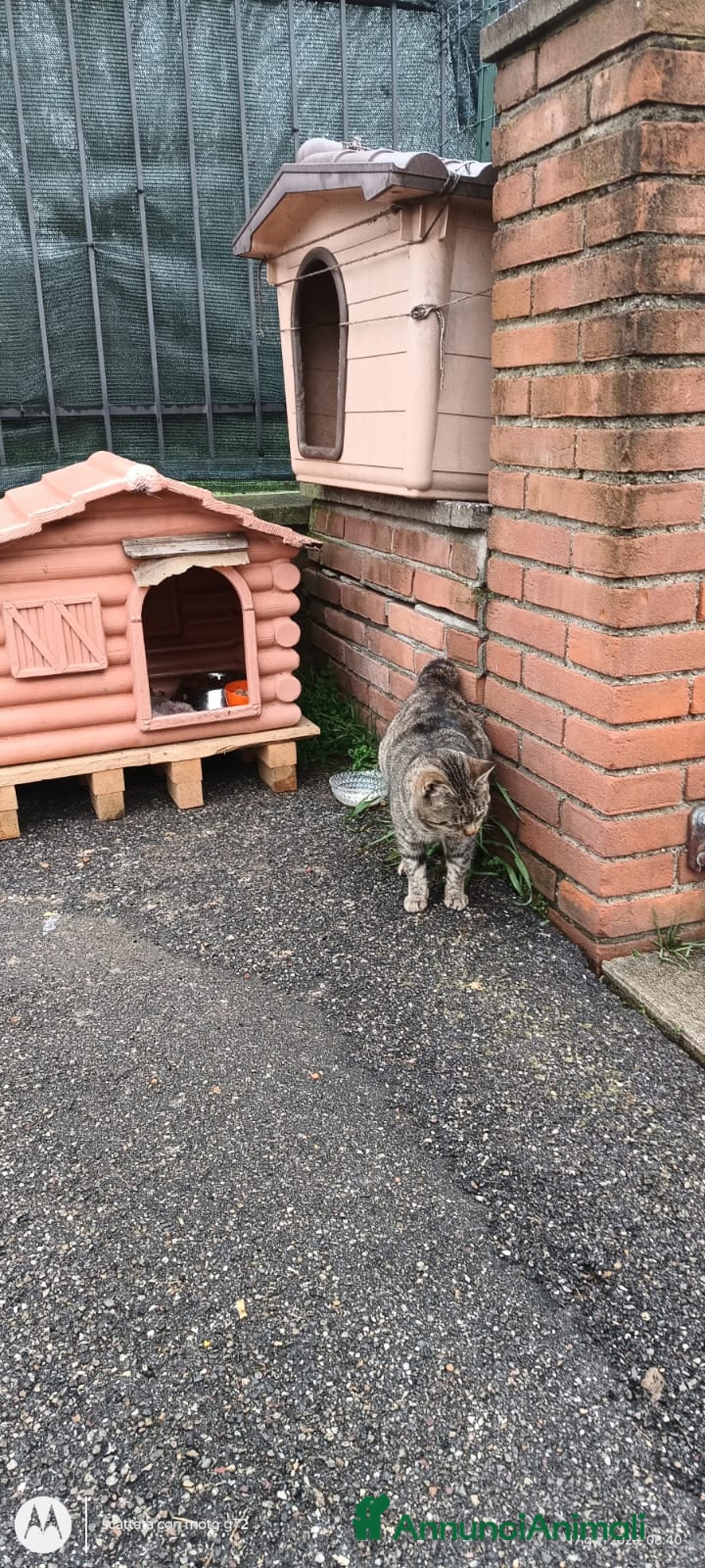 Meticcio gatti in regalo: ADOZ.del cuore:anziano,senza denti,buono,abbando. - Annuncio 3
