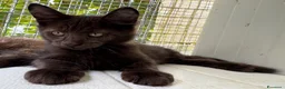 Maine Coon gatti in vendita: Maschietto nero di maine coon (Black Velvet) - Annuncio 5