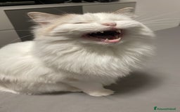 Ragdoll gatti per accoppiamento: Gatto Ragdoll in cerca di una Gatta a Città metropolitana di Milano - Immagine 9