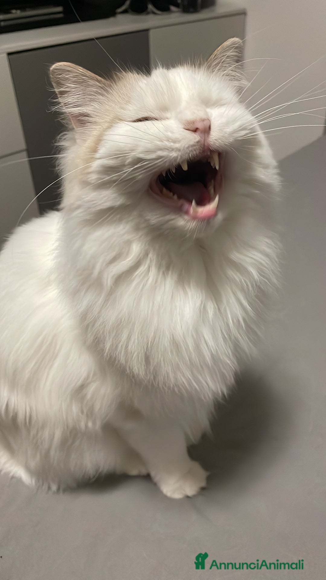 Ragdoll gatti per accoppiamento: Gatto Ragdoll in cerca di una Gatta a Città metropolitana di Milano - Immagine 9