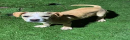 American Staffordshire cani in vendita: American Staffordshire terrier - Annuncio 8