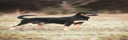 Pinscher Tedesco cani in regalo: Mia Pinscher Tedesco meticcia straordinaria  a Città metropolitana di Milano - Annuncio 1
