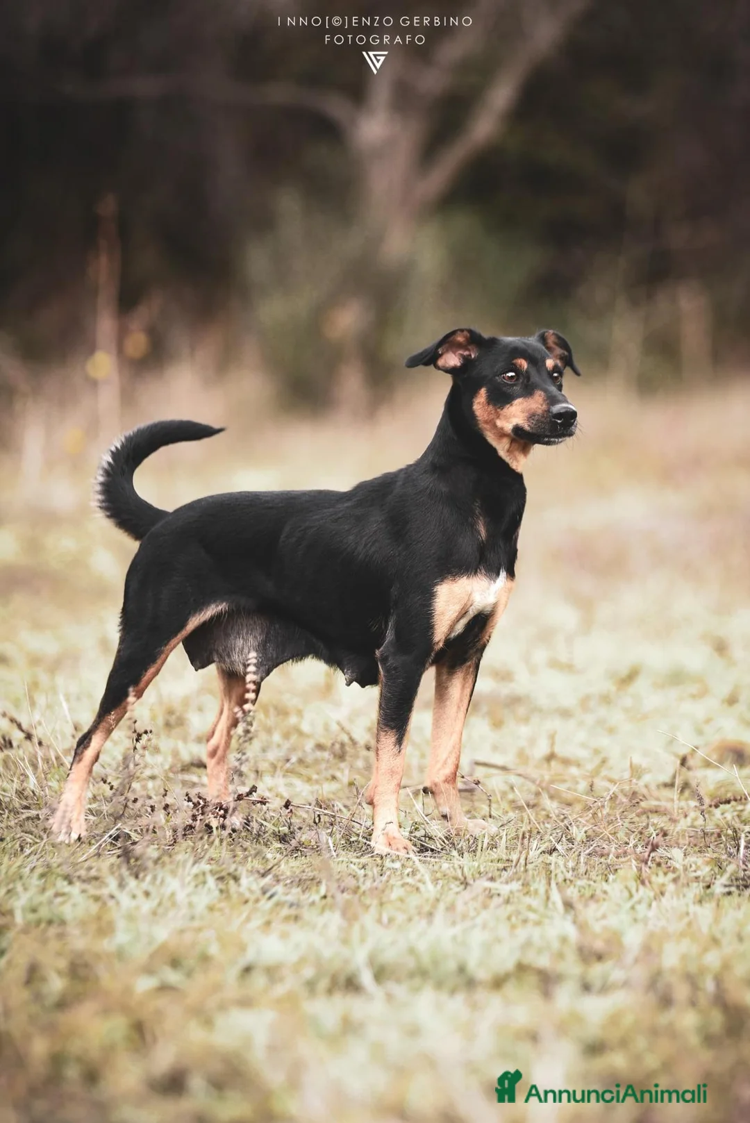 Pinscher Tedesco cani in regalo: Mia Pinscher Tedesco meticcia straordinaria  a Città metropolitana di Milano - Annuncio 1