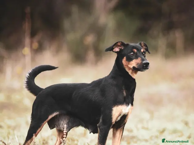 Pinscher Tedesco cani in regalo: Mia Pinscher Tedesco meticcia straordinaria - Annuncio 1
