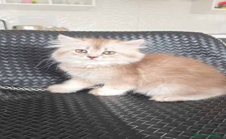 Scottish gatti a Provincia di Pavia - Annuncio 7