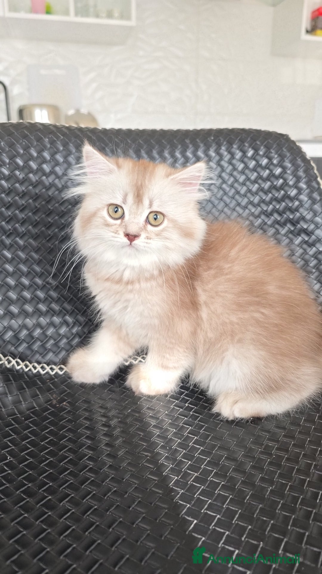 Scottish gatti in vendita: Femminuccia Scottish  a Provincia di Pavia - Immagine 1