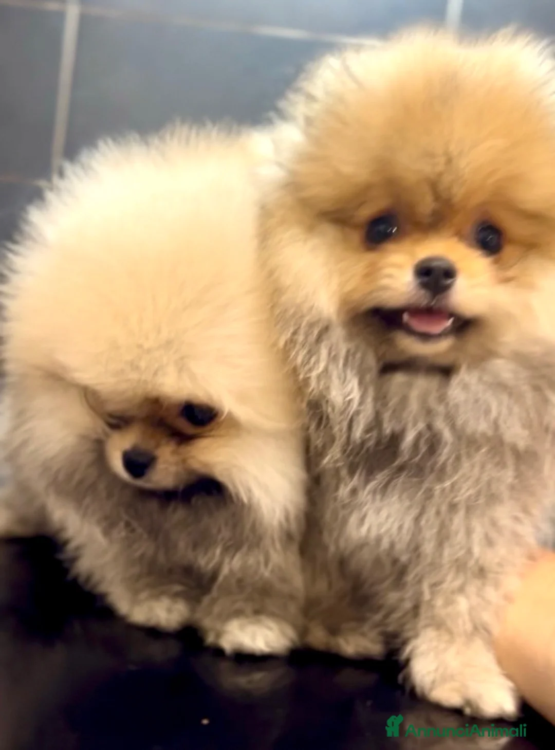 Spitz cani in vendita: Pomerania Spitz Toy nano  - Annuncio 9