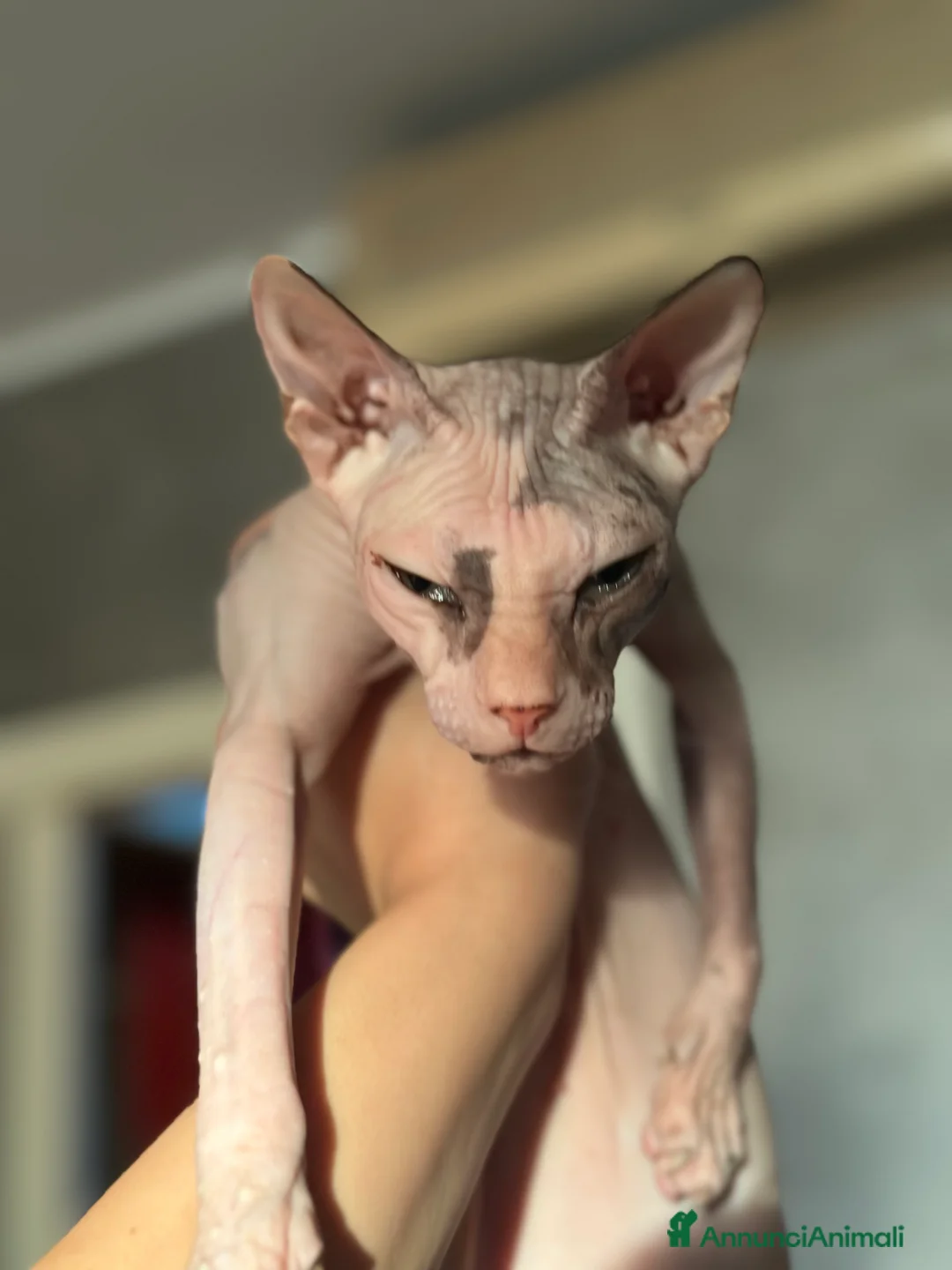 Sphynx gatti per accoppiamento: Femminuccia cerca gatto maschio  a Città metropolitana di Roma Capitale - Annuncio 2