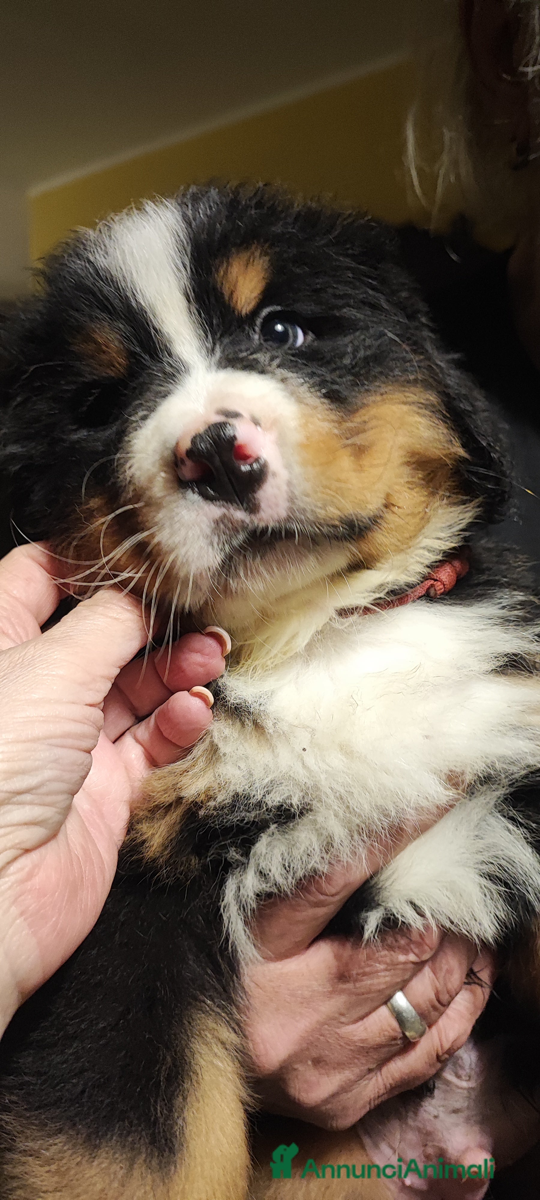 Bovaro del Bernese cani BOVARO del Bernese con pedigree  - Annuncio 2