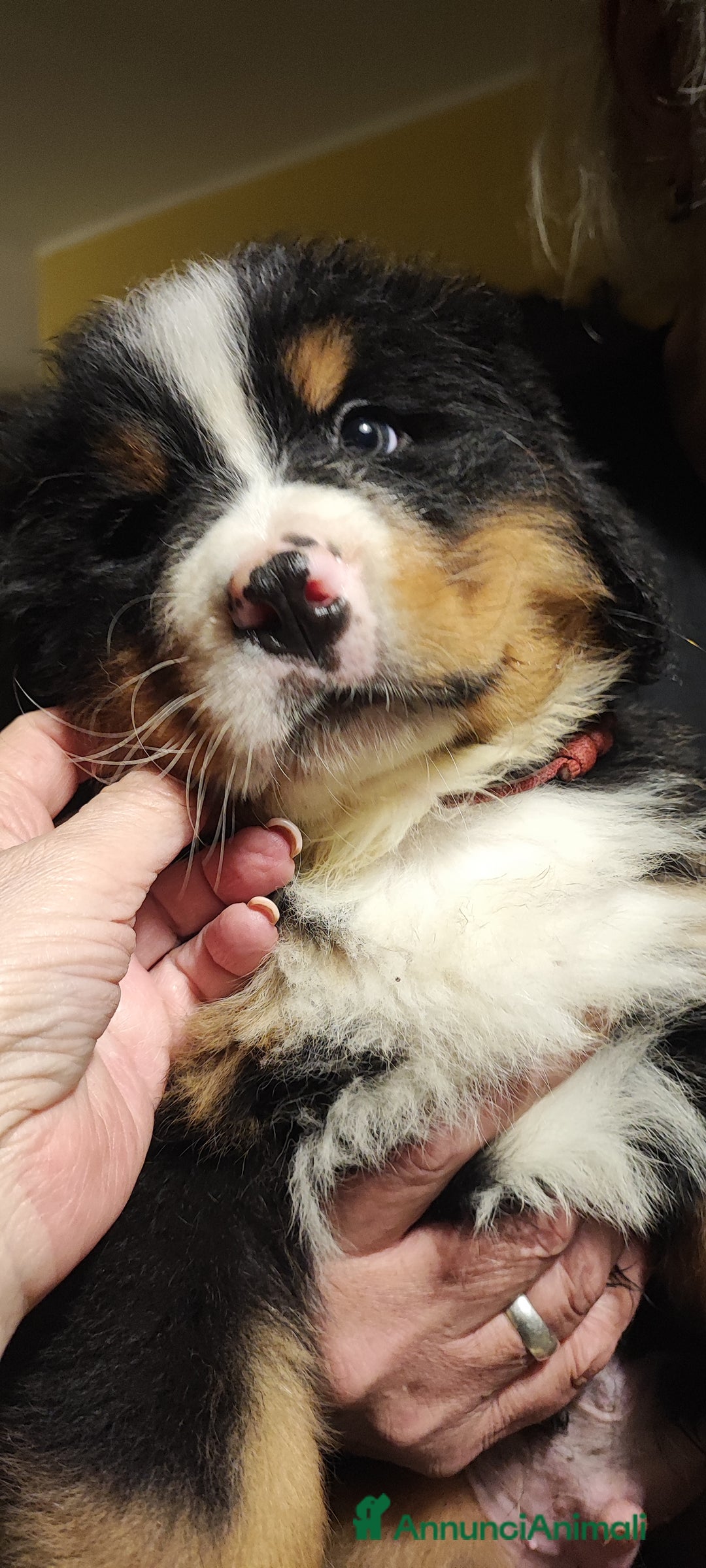 Bovaro del Bernese cani in vendita: BOVARO del Bernese con pedigree  - Annuncio 2