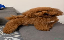 Barboncino Toy cani per accoppiamento: Barboncino Toy per accoppiamento  - Annuncio 3