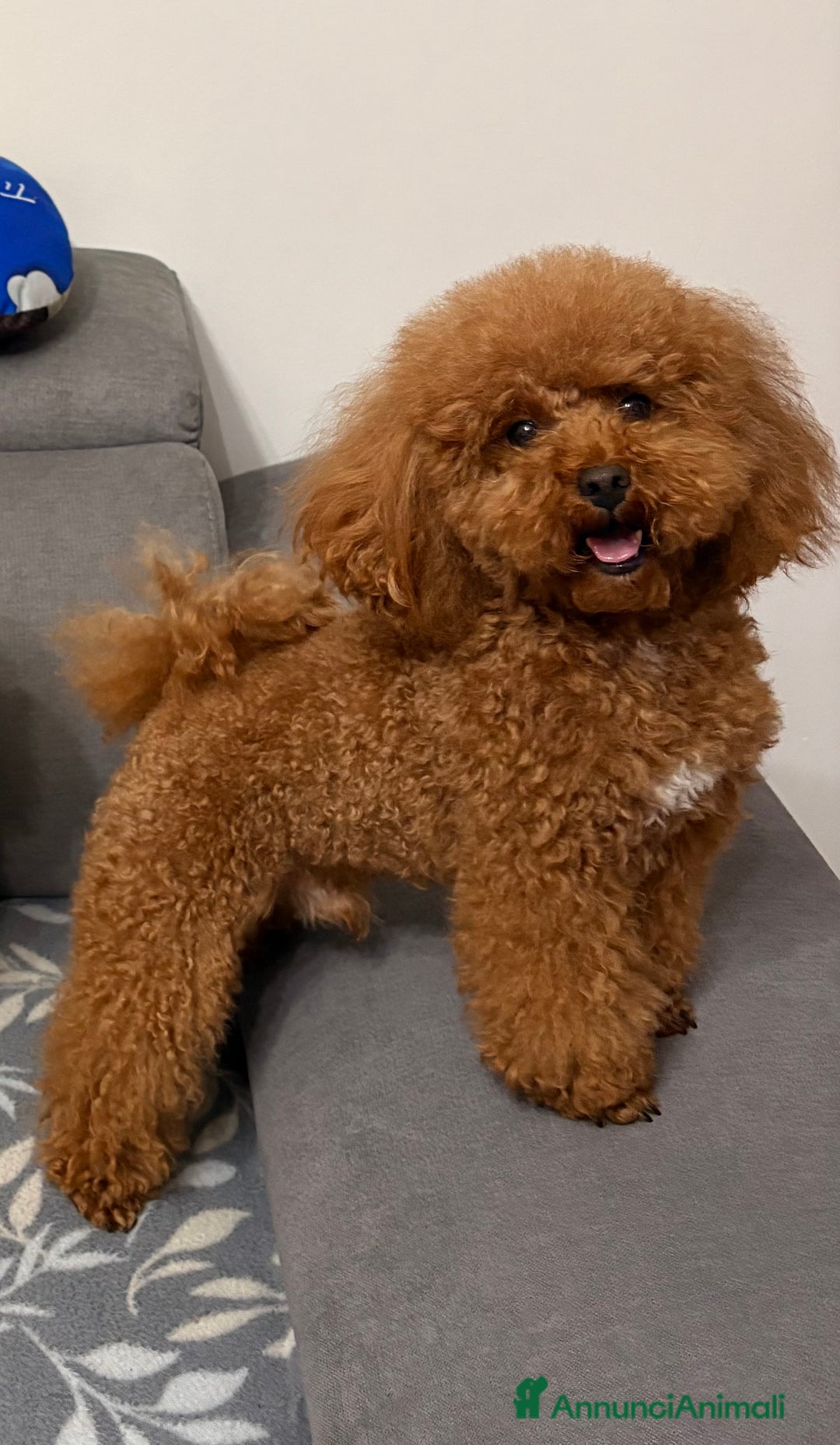 Barboncino Toy cani per accoppiamento: Barboncino Toy per accoppiamento  - Annuncio 3