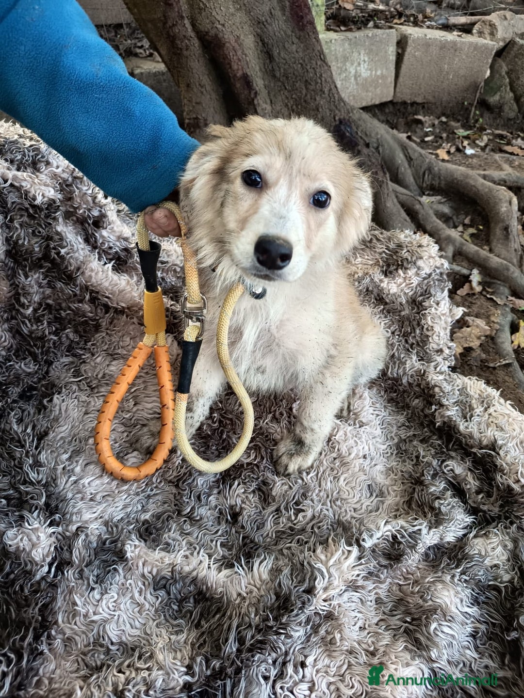 Meticcio cani in regalo: EDEN E SIRIO - Annuncio 3