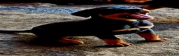 Rottweiler cani in vendita: Cuccioli rottweiler  - Annuncio 3