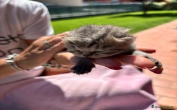 British gatti in vendita: British shorthair  a Provincia di Lodi - Immagine 1