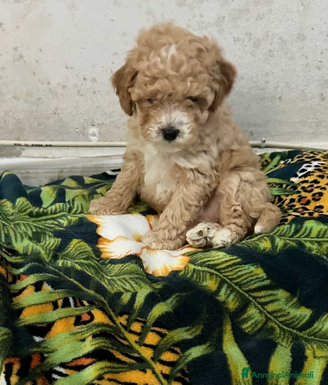 Barboncino Toy cani in vendita: Barboncino Toy maschietto  - Annuncio 9