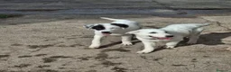 Meticcio cani in regalo: PROVOLA 🩷 È ANCORA LI', E ASPETTA... a Provincia di Macerata - Annuncio 2