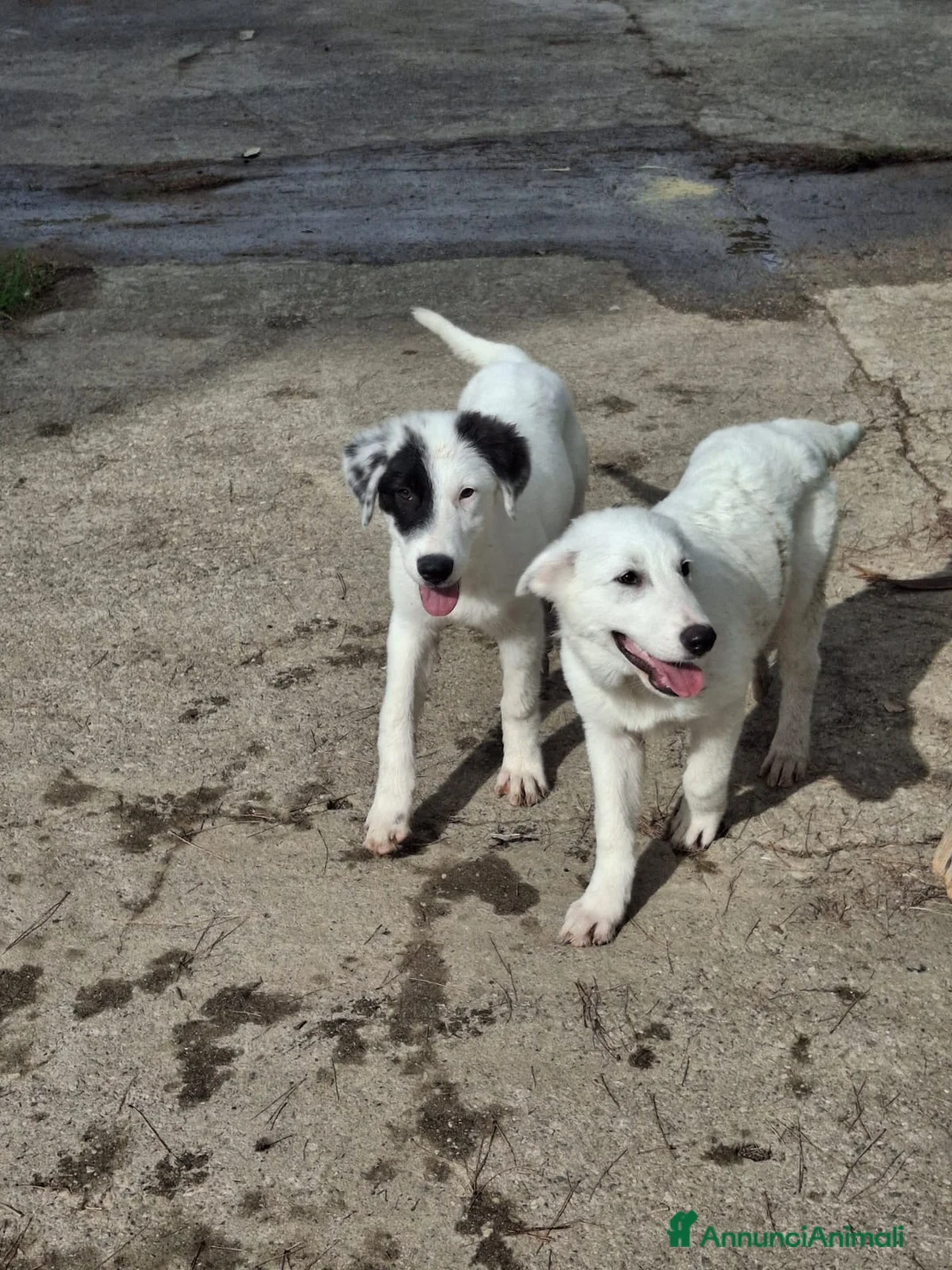 Meticcio cani in regalo: PROVOLA 🩷 È ANCORA LI', E ASPETTA... a Provincia di Macerata - Annuncio 2