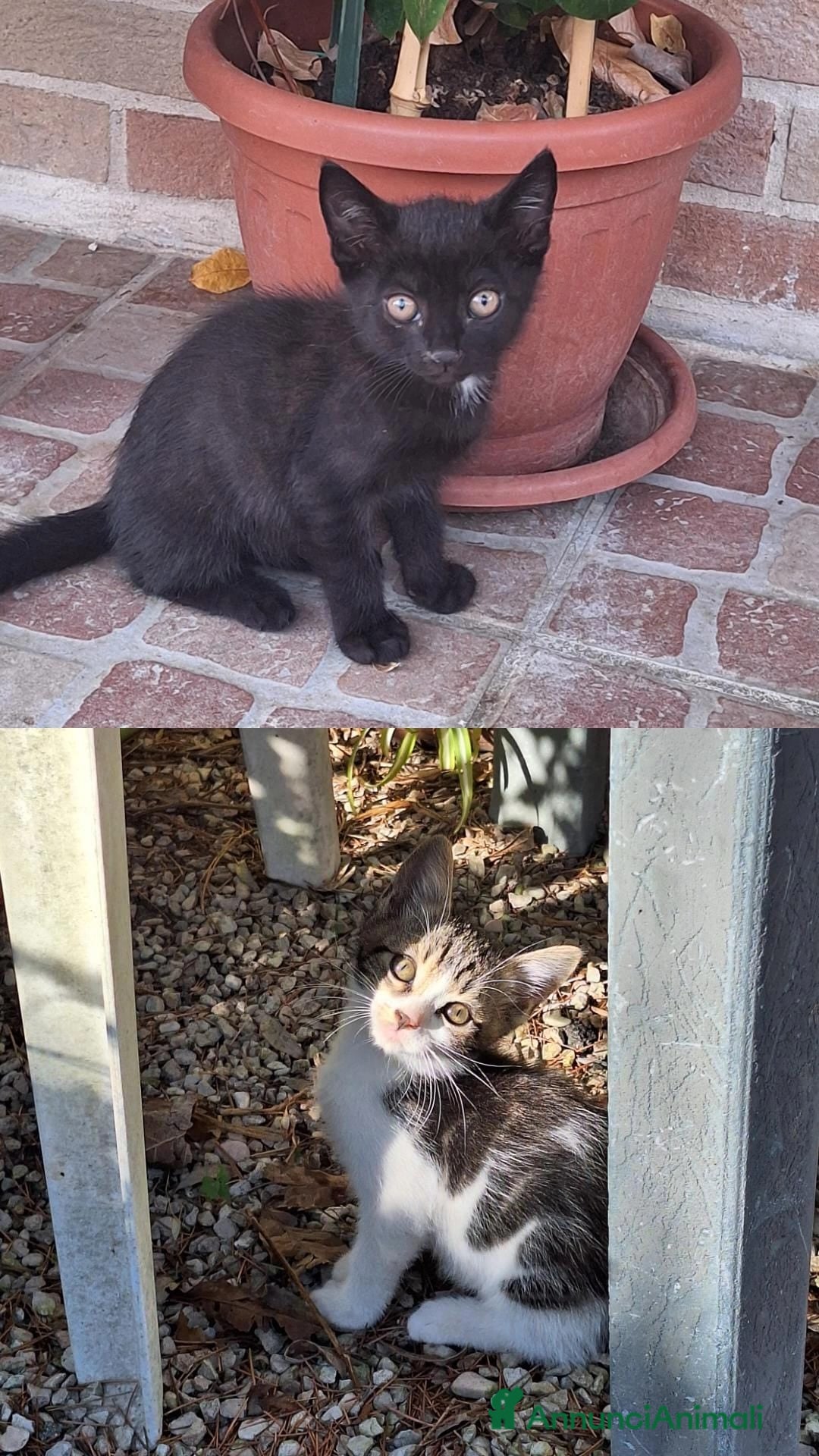 Meticcio gatti Regalo gattino e gattina - Annuncio 33