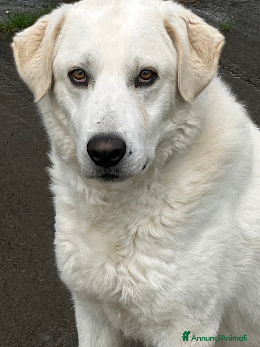 Meticcio cani in regalo: Il cane perfetto. Pastore maremmano. - Annuncio 2