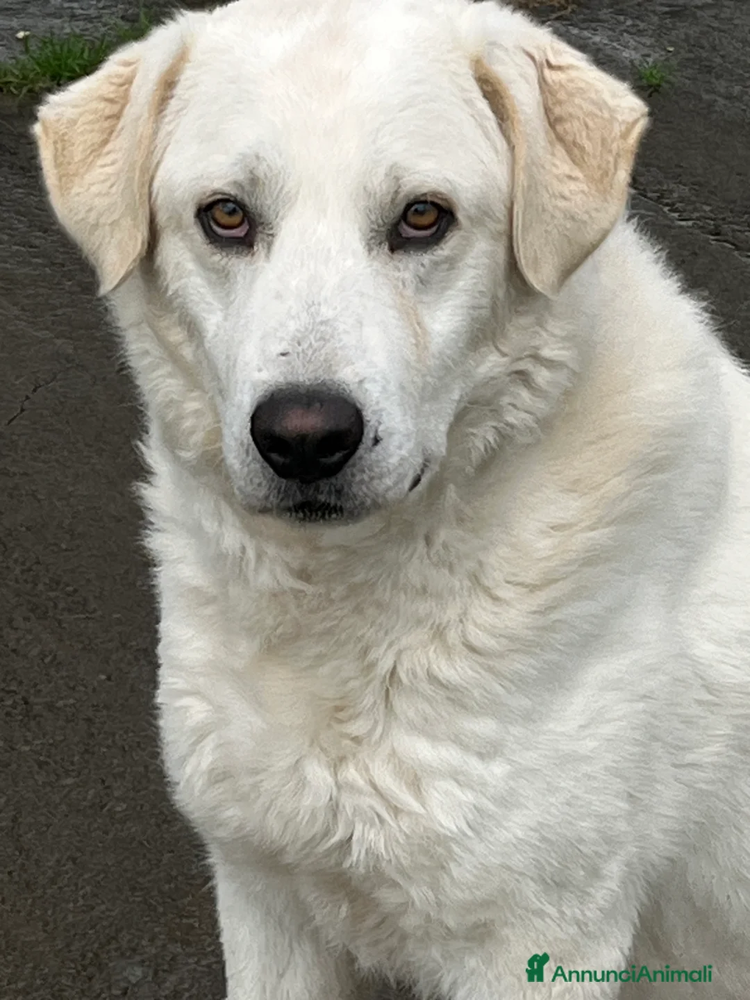 Meticcio cani in regalo: Il cane perfetto. Pastore maremmano. - Annuncio 2