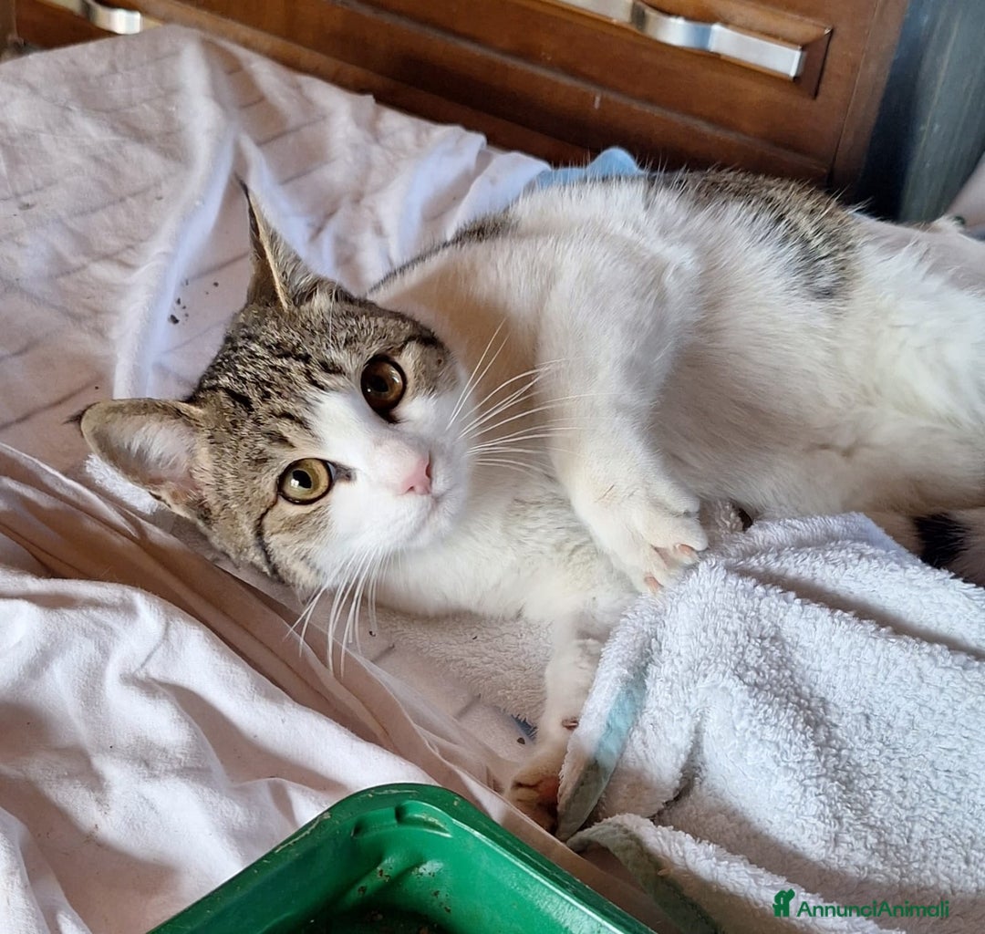 Europeo gatti in regalo: Emily, dolce come zucchero filato  a Città metropolitana di Milano - Annuncio 7