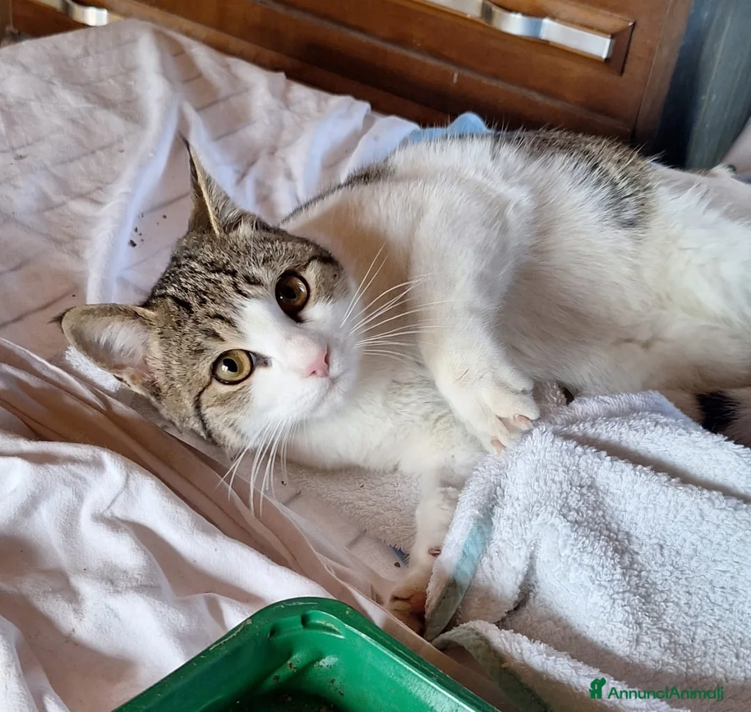 Europeo gatti in regalo: Emily, dolce come zucchero filato  a Città metropolitana di Milano - Annuncio 7